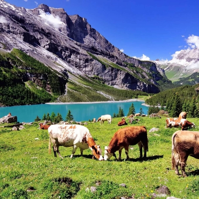 Vacas pastando en un prado verde frente a un lago sereno, reflejando la belleza natural del paisaje.