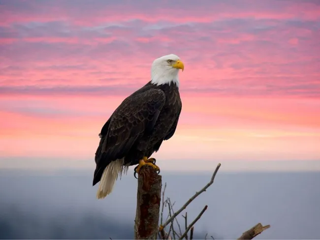 Un águila calva posada en la rama de un árbol, en la silueta de un vibrante cielo al atardecer.