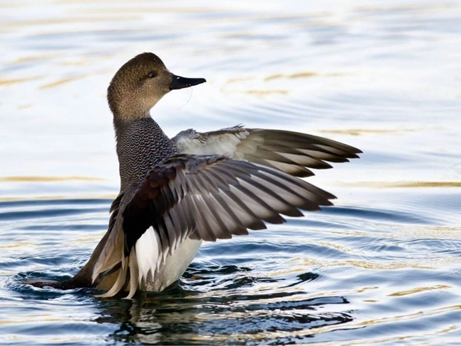 Un pato se yergue sobre el agua, con las alas desplegadas, mostrando sus vibrantes plumas contra el sereno telón de fondo.