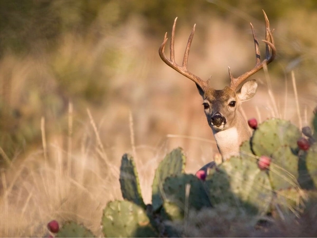 Un ciervo se encuentra en el centro de un campo rodeado de plantas de cactus, destacando en el paisaje natural.