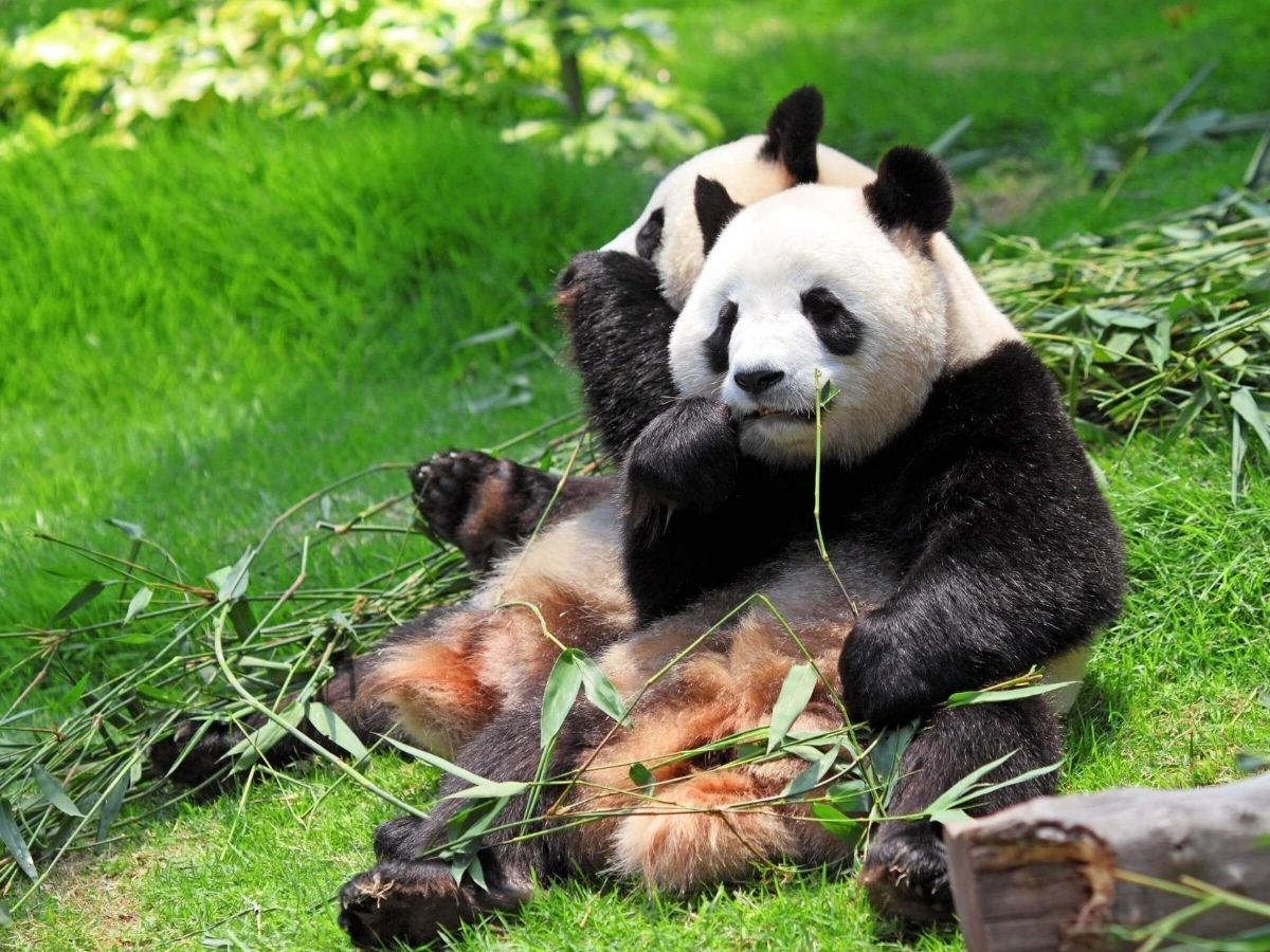 Dos pandas comen bambú sentados en una zona de hierba, rodeados de un sereno entorno natural.