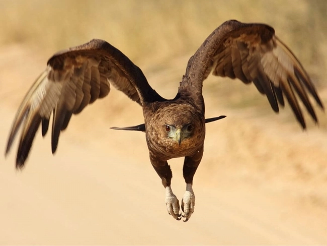 Un gran pájaro vuela sobre un camino de tierra, destacando su envergadura en un paisaje natural.