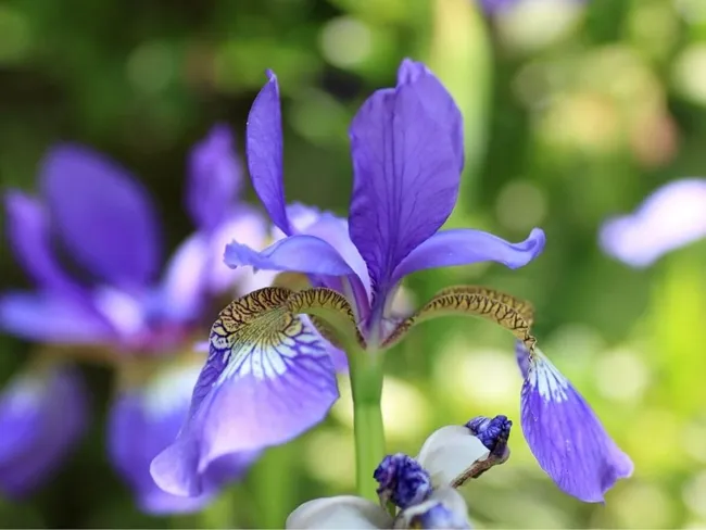 Primer plano de una vibrante flor de iris púrpura, que muestra sus delicados pétalos y sus intrincados detalles.