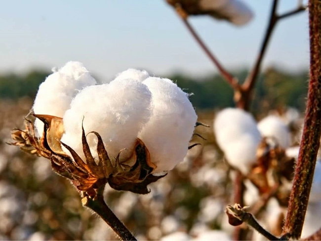 Algodón cultivado en Estados Unidos, mostrando su importancia en la agricultura y la economía del país.